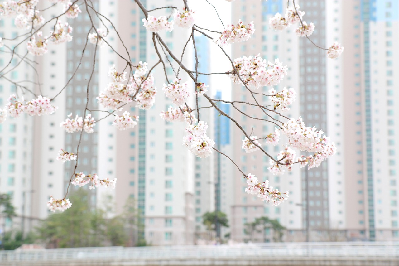 穿梭时空的樱花之魂——香港都市解读薄樱鬼主题曲的独特魅力